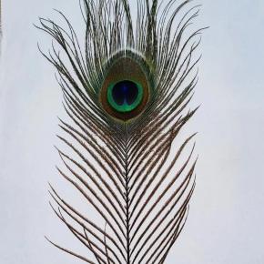 single peacock feather