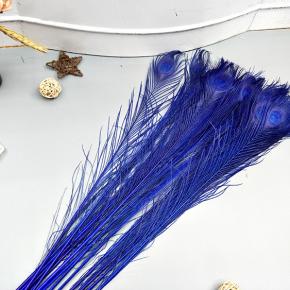 dyed peacock feathers
